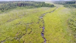 Стары Жадзен - гэта лесабалотны комплекс.