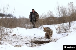 Воўк трапіў у пастку паляўнічых. Фота Reuters зроблена каля Чарнобыльскай зоны