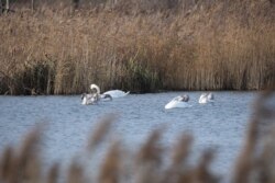 Заказьнік «Лебядзіны»